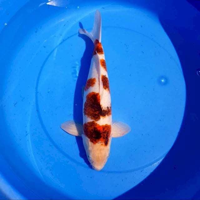 Goromo 40 cm