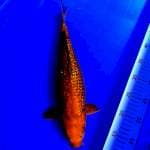 Cagoi tembaga bakat jumbo #38cm