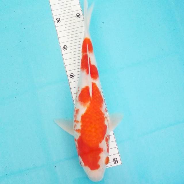 Kohaku 30cm