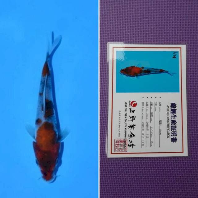 Ueno showa 14cm serti
