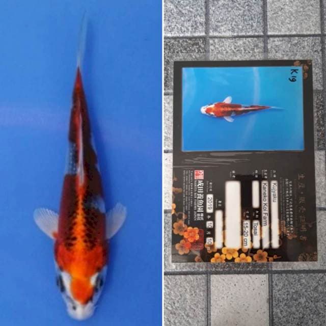 Kaneko kujaku 15cm serti