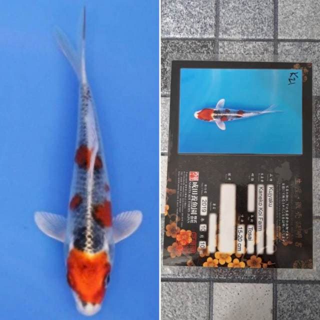 Kaneko kujaku 17cm serti