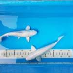 Duo Platinum Ginrin 26,27 cm