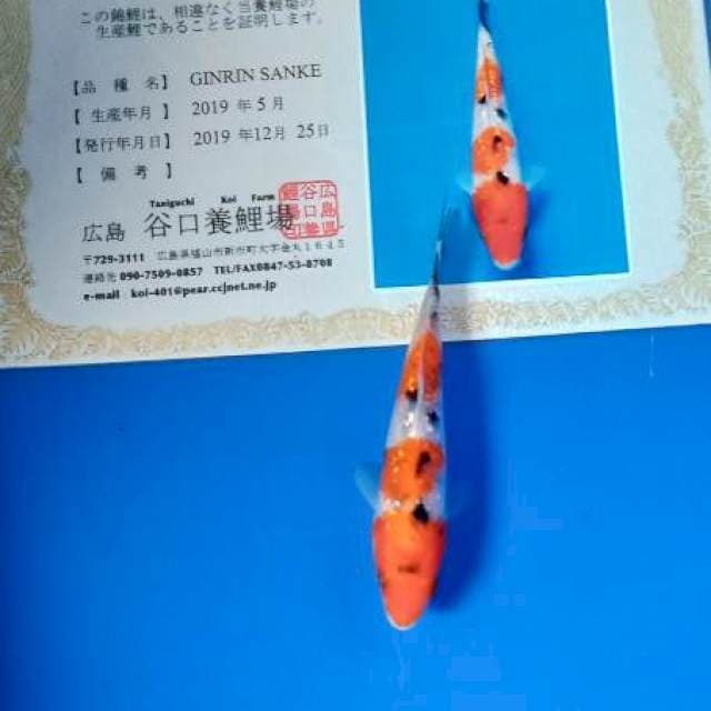 Ginrin sanke new tosai taniguchi