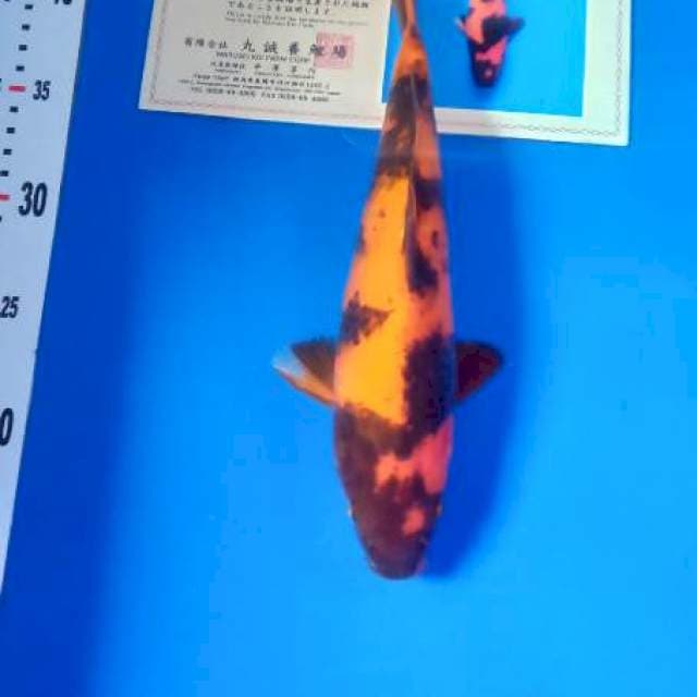 Hi utsuri marusei import