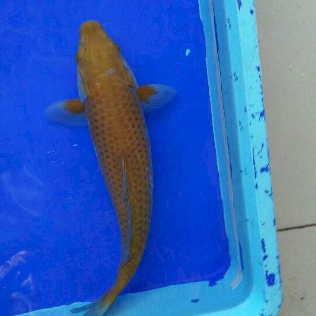 chagoi 37CM