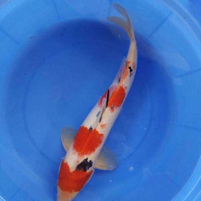 41cm male