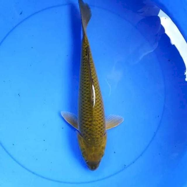 Midori