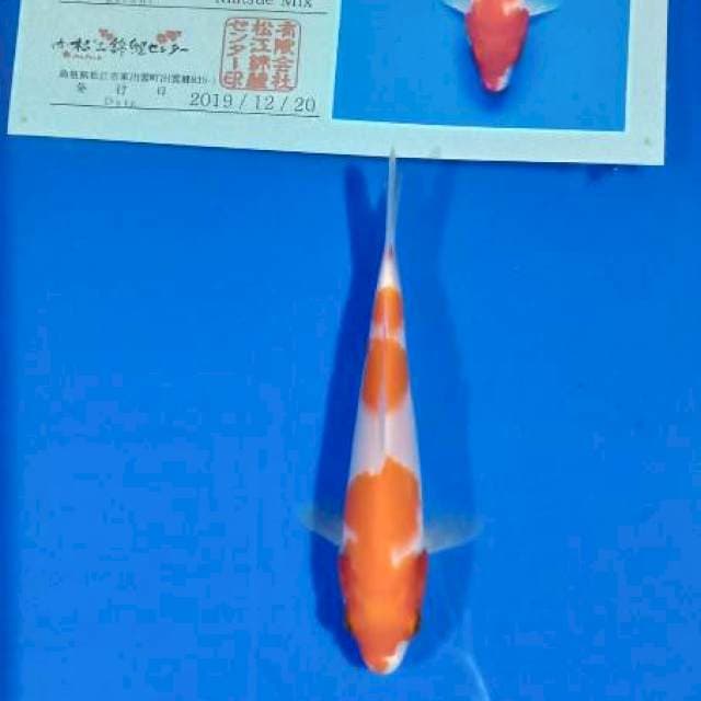Kohaku matsue import serty