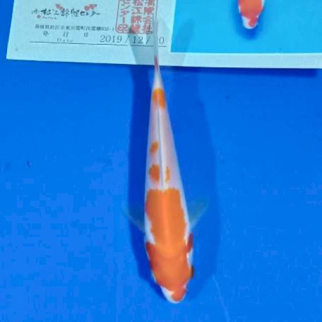 Kohaku matsue import serty