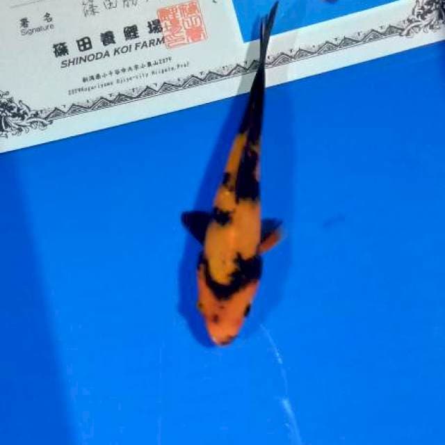 Hi utsuri shinoda new tosai