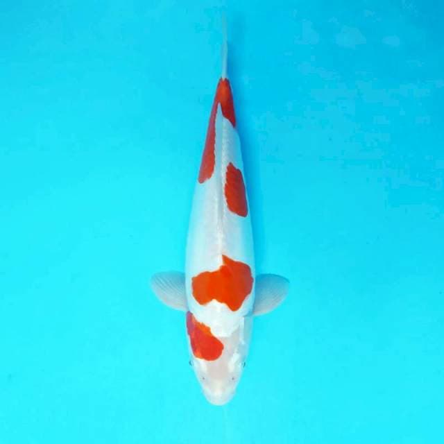 IZUMO 12 - KOHAKU DOITSU ®
