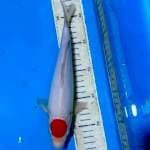 Tancho Kohako 30CM 