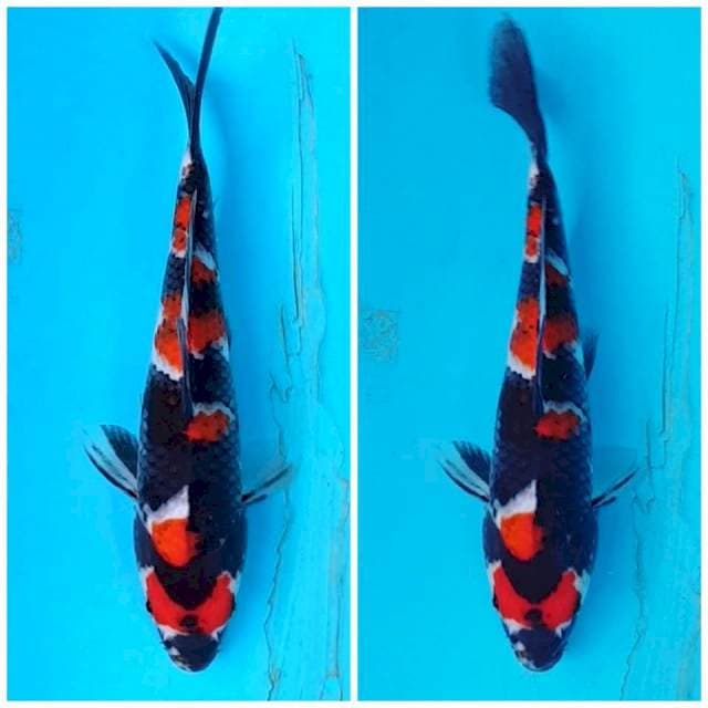 SHOWA PROSPEK 20CM