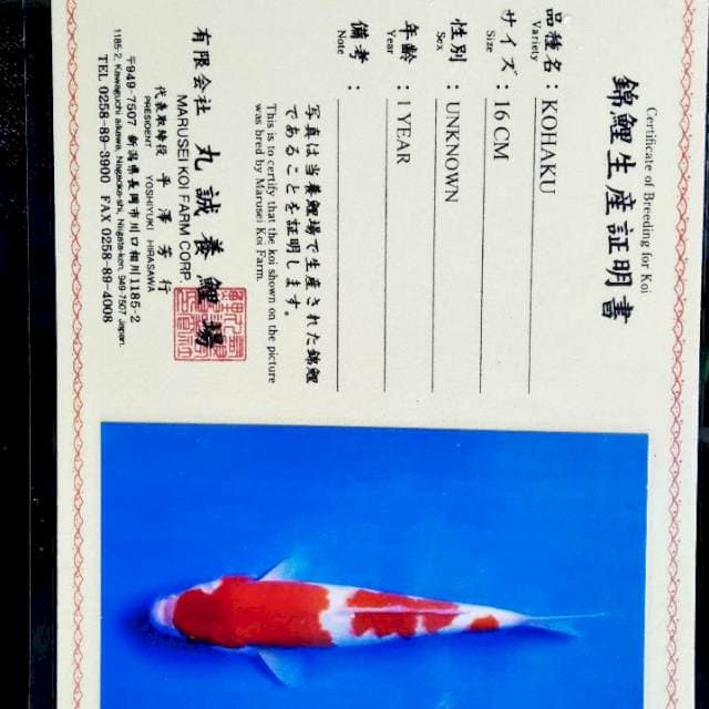 Kohaku import marusei