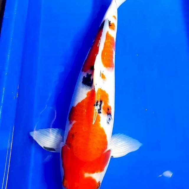 Sanke sisik #45cm male
