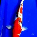 Sanke sisik #45cm male