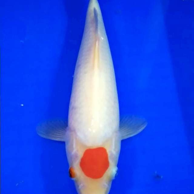 Tanco kohaku ori #28cm
