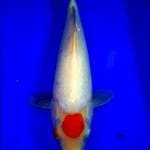 Tanco kohaku ori #28cm