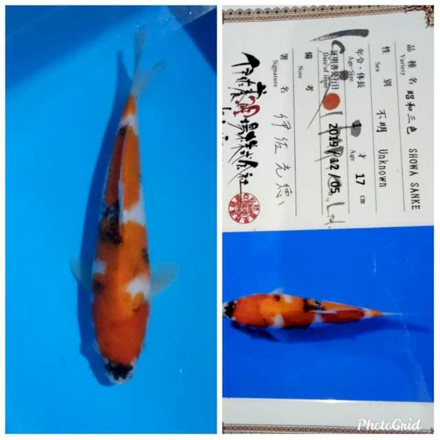 Showa tosai isa farm bulky
