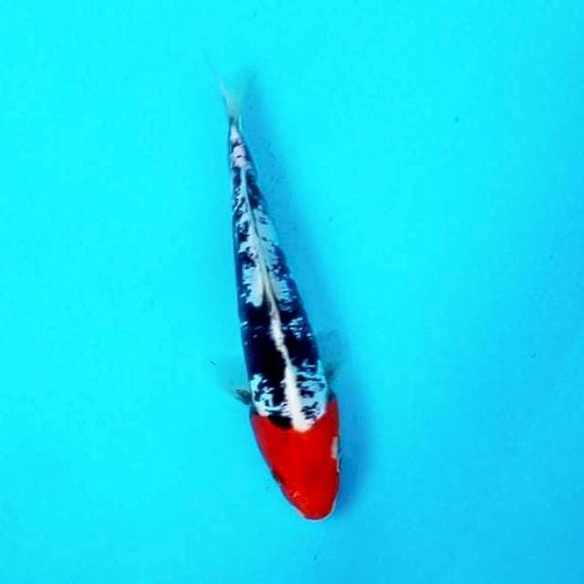 Benikumon*23cm