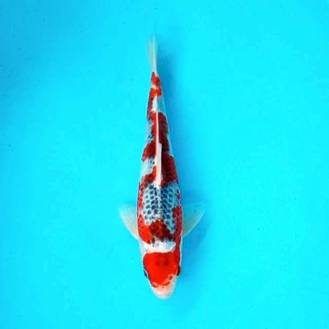 Ghosiki*27cm Inazuma