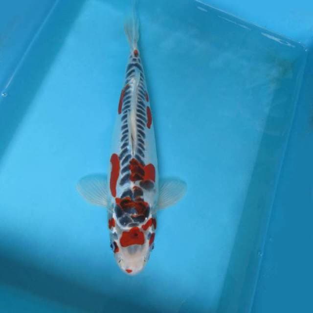 2. GOSHIKI DOITSU