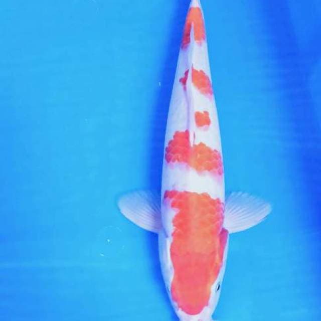 KOHAKU JOS