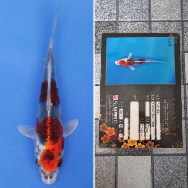 Kaneko kujaku 17cm serti