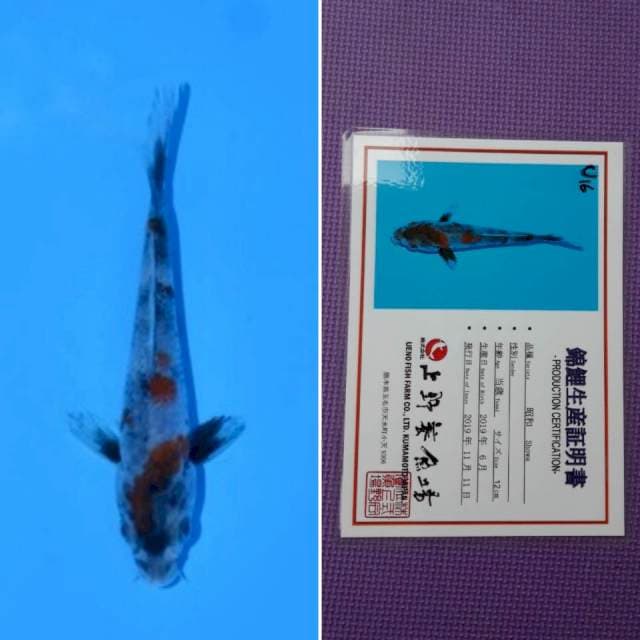 Ueno showa 13cm serti