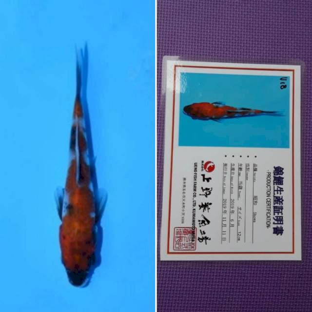Ueno showa 13cm serti