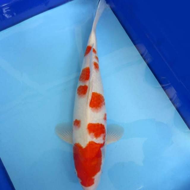5. KOHAKU POLKADOT