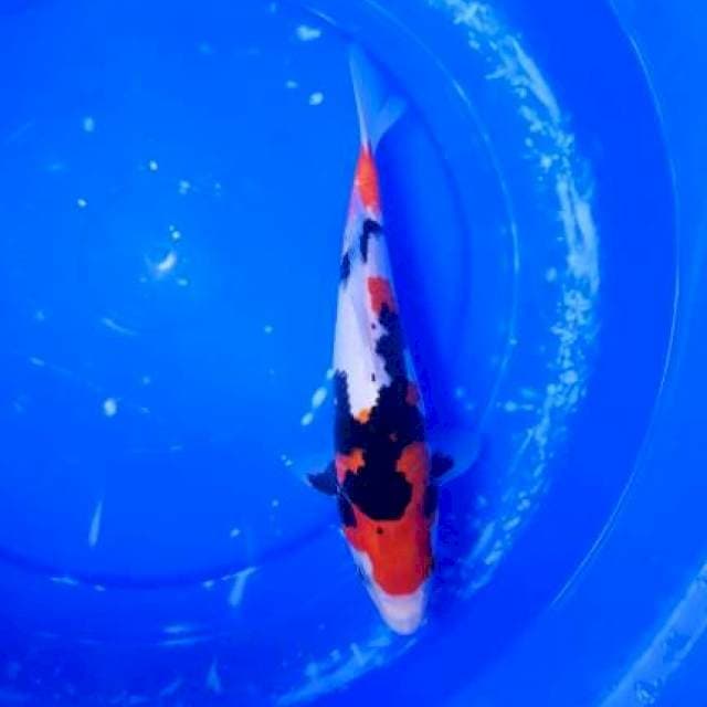 Showa Berkualitas size 27cm