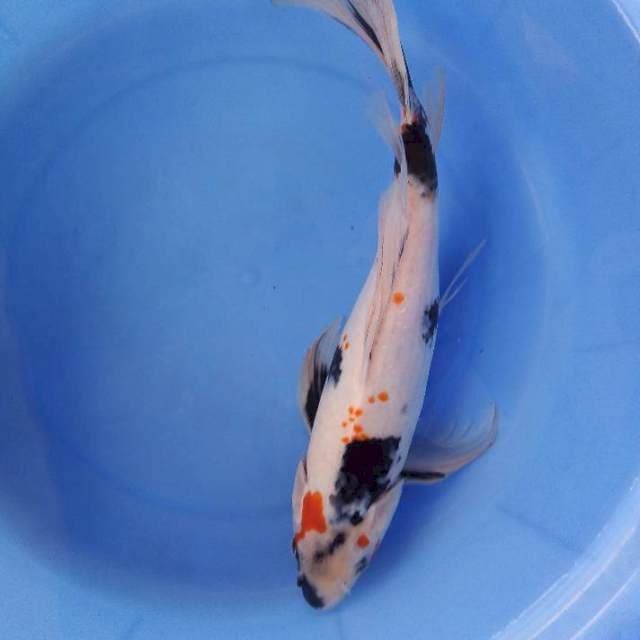36cm