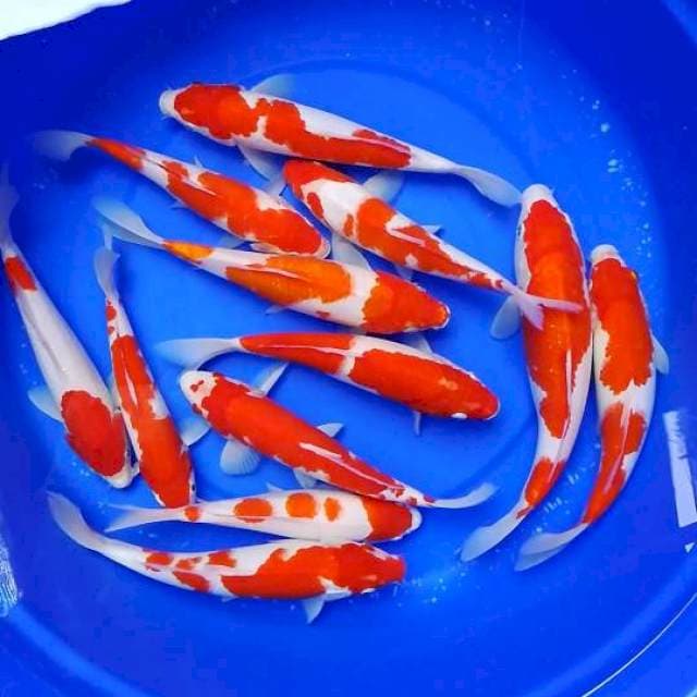 Mix A kohaku red 12 ekor
