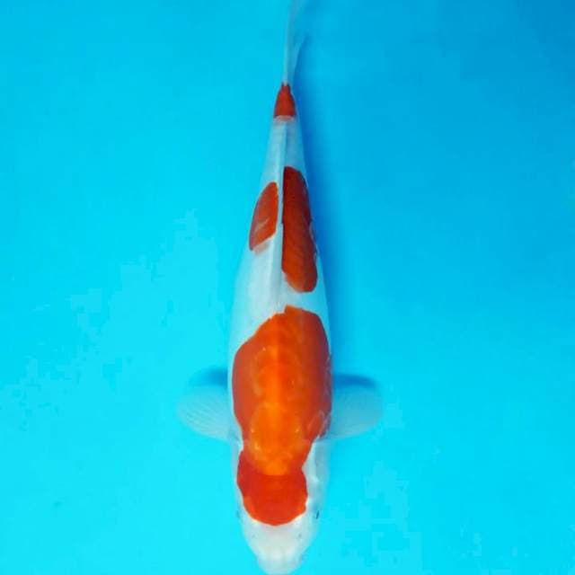IZUMO 19 - KOHAKU 3 STEPS DOITSU ®