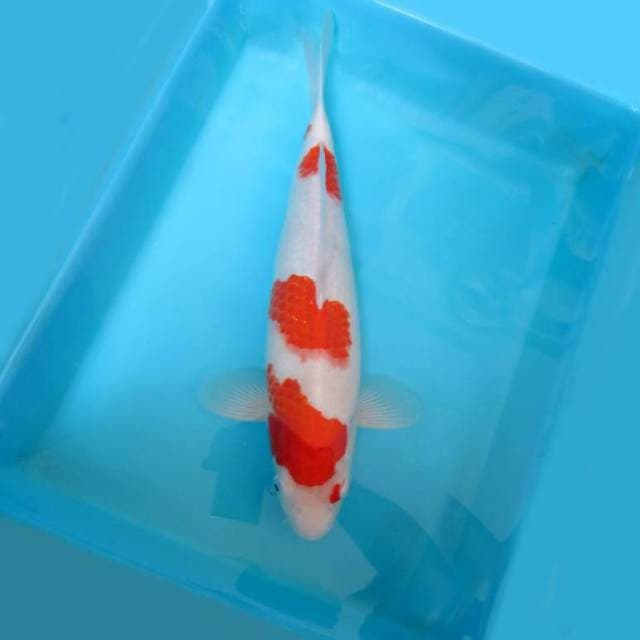 7. KOHAKU 3 STEPS DOITSU