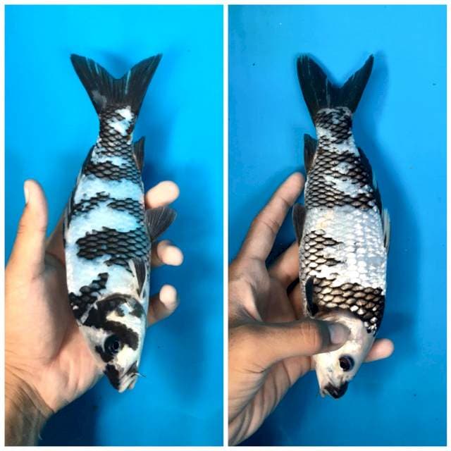 Shiro Utsuri, 22cm Female