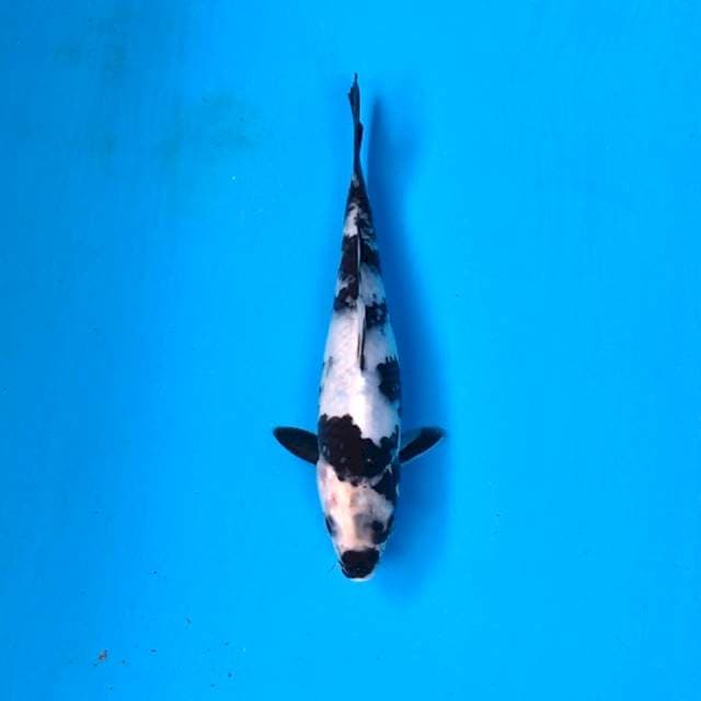 Shiro Utsuri, 22cm Female