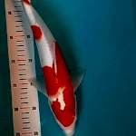 Kohaku size 35 cm