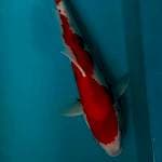 Sanke 32 cm 