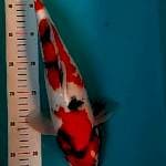 Showa 35 cm