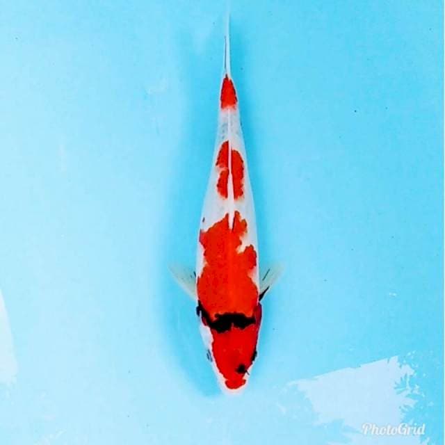 Showa jos tategoi