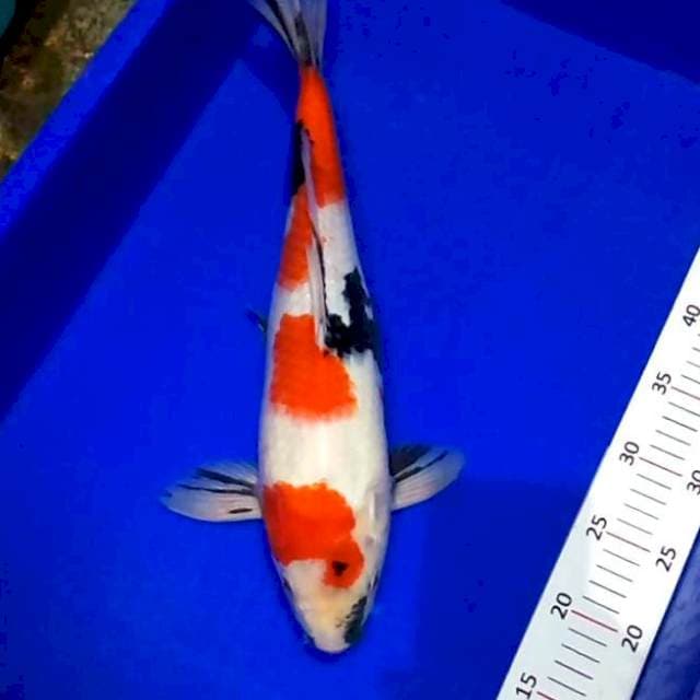 Showa jos 43 female