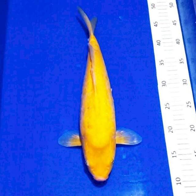 Kharashi doit 37 cm female