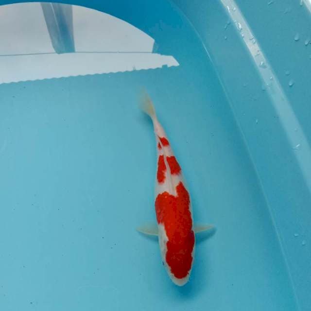 Kohaku Good