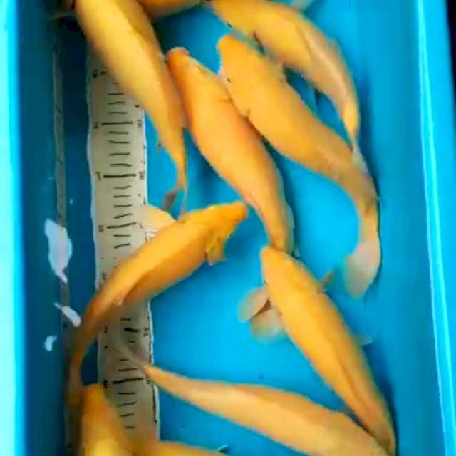 Karashi 28 -32 cm bulky 10 ekor