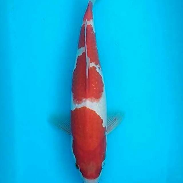 Renata 1 - Simple pattern kohaku 30cm