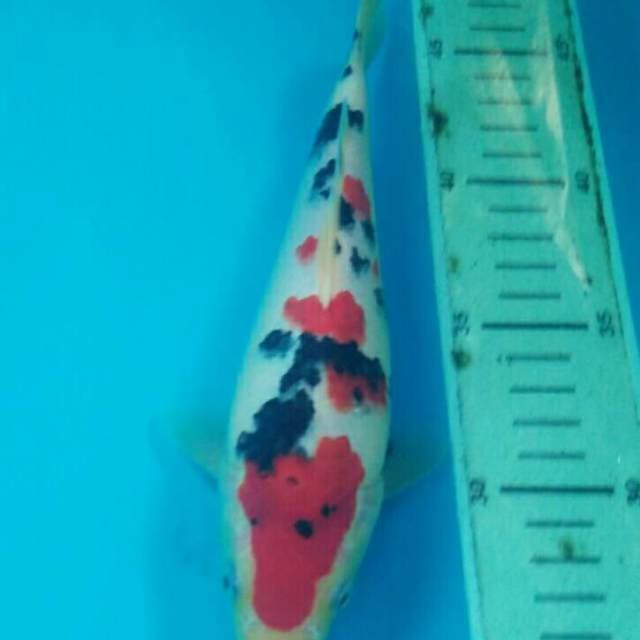 Sanke , Male 23cm