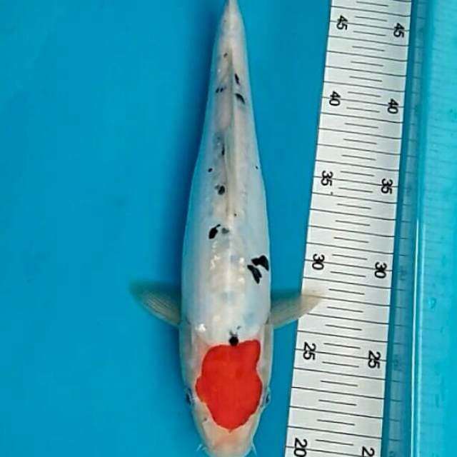 Renata 3 - Tancho sanke doitsu originale 33cm